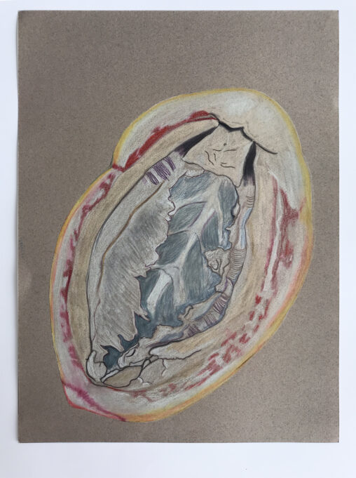 Drawing of the underside of a gumboot chiton on a gray background.