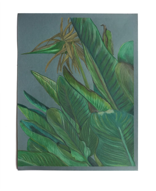 Drawing of a Bird of Paradise plant on a blue background.