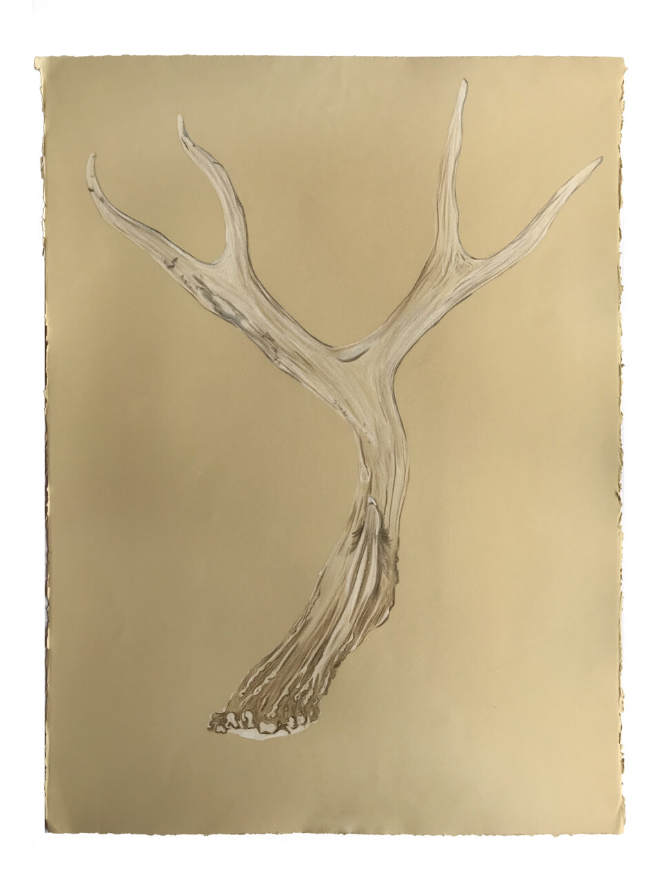 Drawing of an antler on a beige background.