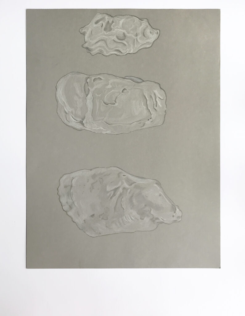 Drawing of three oyster shells on a gray background.