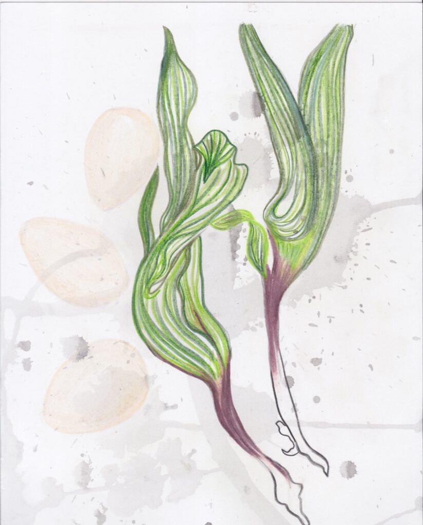 A drawing of two spring onions and three eggs on a messy background