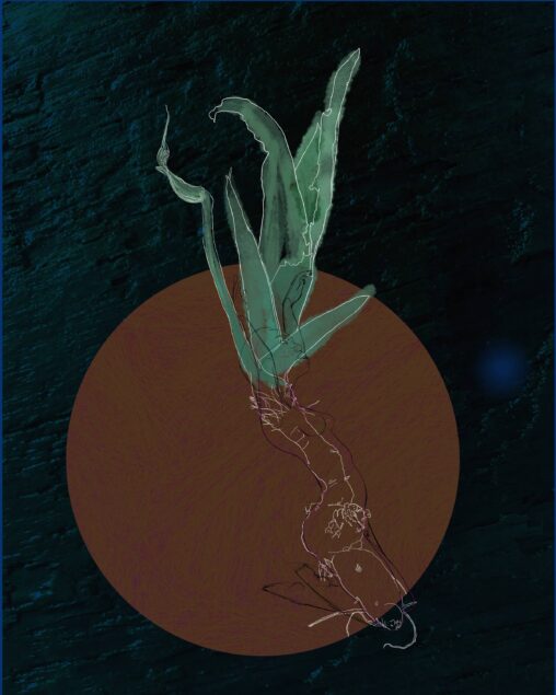 Digital drawing of an iris plant, including rhizome. Sketch of a woman is super imposed on top.