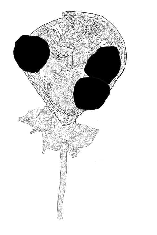 a black and white line drawing of a seed pod.